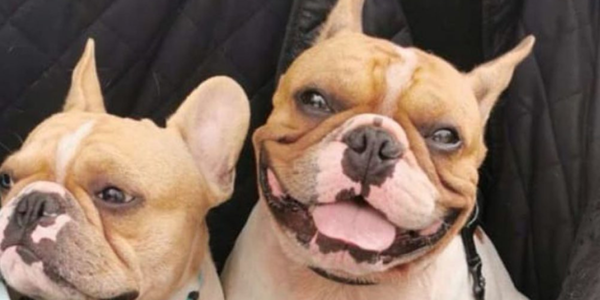 Jurulatih anjing Singapura didenda S$8,000 kerana menyebabkan kematian dua bulldog akibat tekanan haba