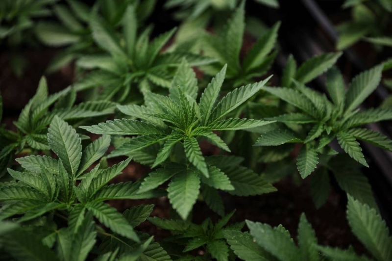 Malaysia berhasrat untuk belajar daripada Thailand dalam usaha menggunakan ganja secara perubatan, kata pegawai Kementerian Kesihatan