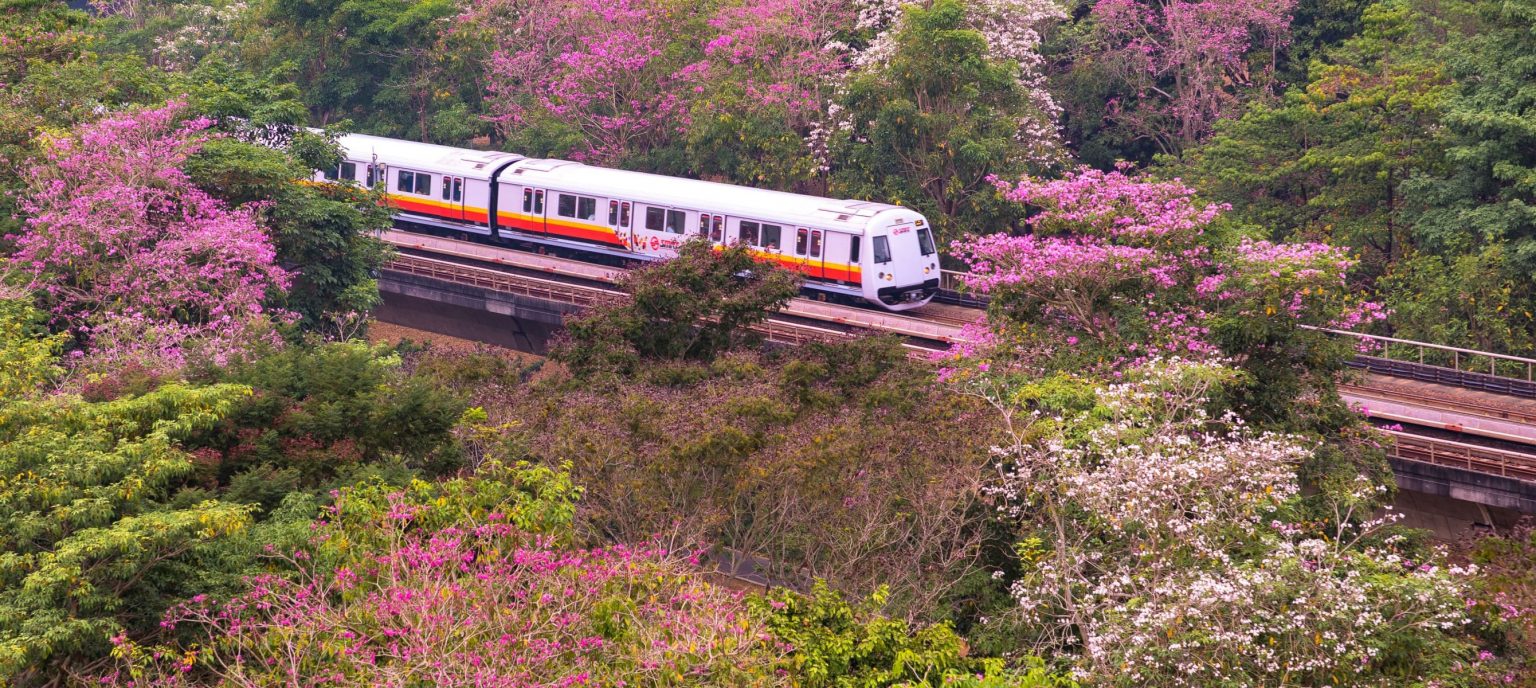 5 Tempat Sakura Terbaik di Singapura