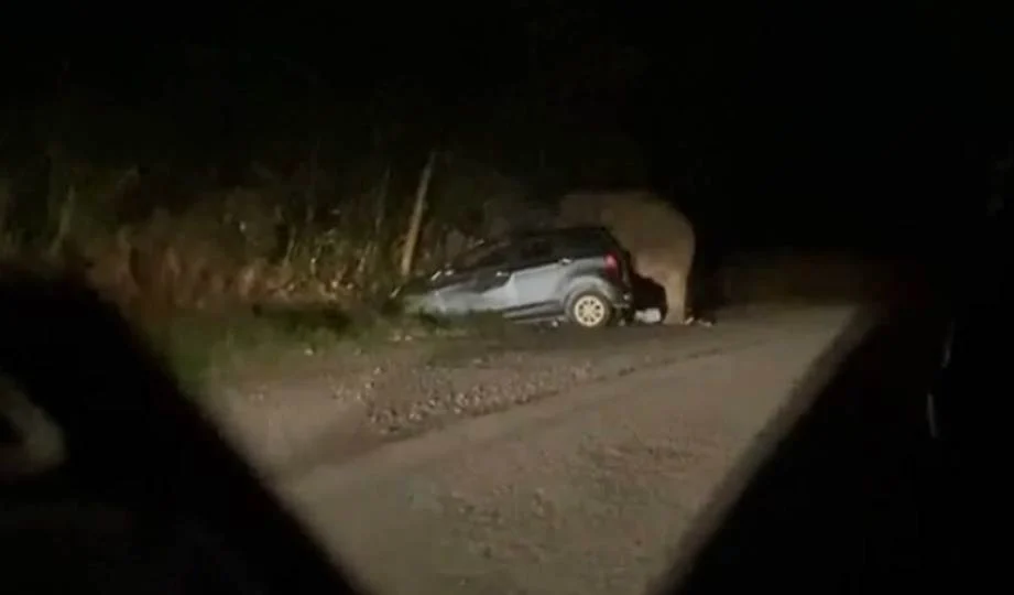 Kereta Perodua Axia Mengalami Kerosakan Teruk Akibat Diserang Gajah
