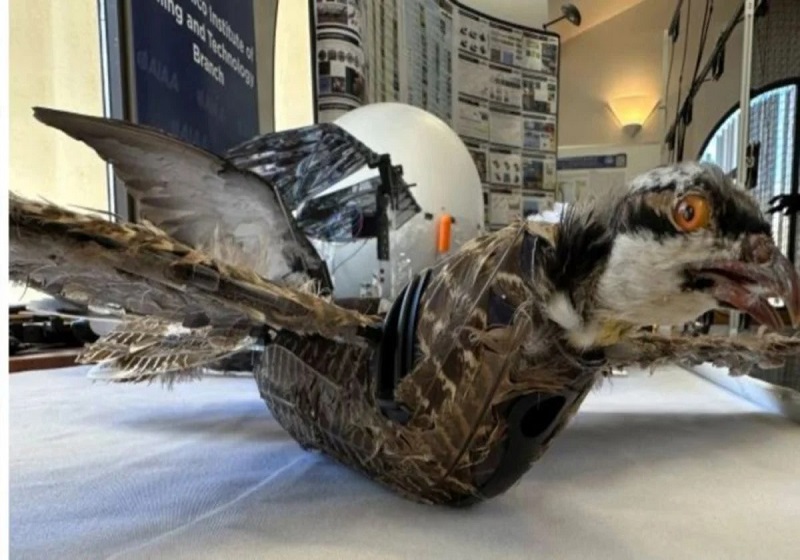 Saintis Bangunkan Dron Taksidermi Menyerupai Burung Sebenar