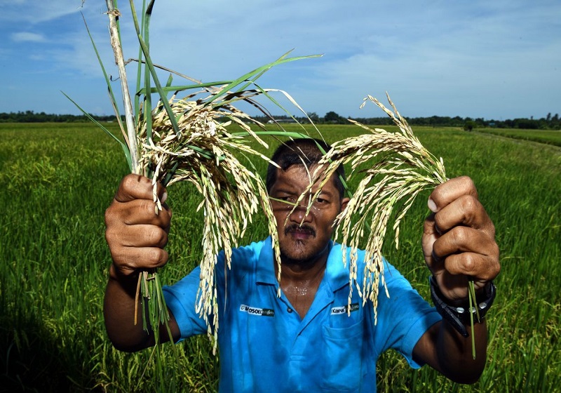 Kerajaan Umum Harga Lantai Padi Baharu Berkuat Kuasa 16 Februari 2025