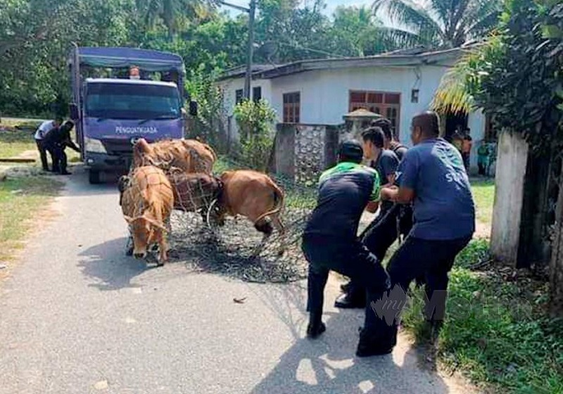 Kerajaan Kelantan Akan Sita Haiwan Ternakan yang Berkeliaran dan Kenakan Kompaun