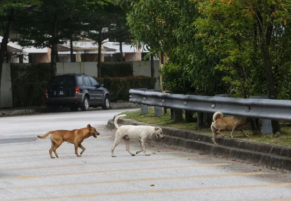 Kes Rabies di Sarawak: Kanak-Kanak 10 Tahun Jadi Mangsa Terbaharu