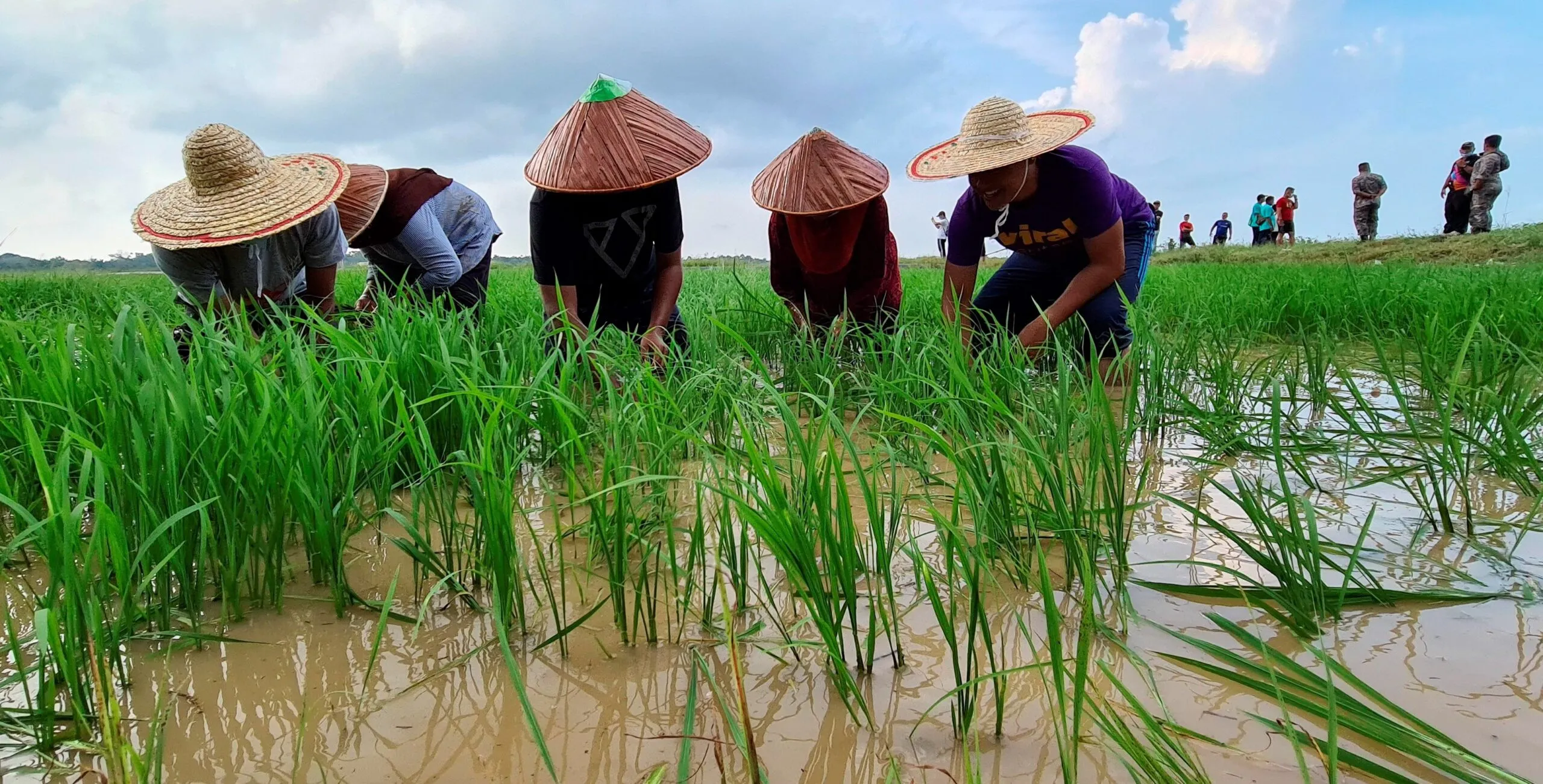 30 Peratus Pesawah Tidak Dapat Tanam Padi Akibat Kos Operasi Naik