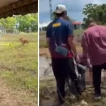 tembak lembu korban