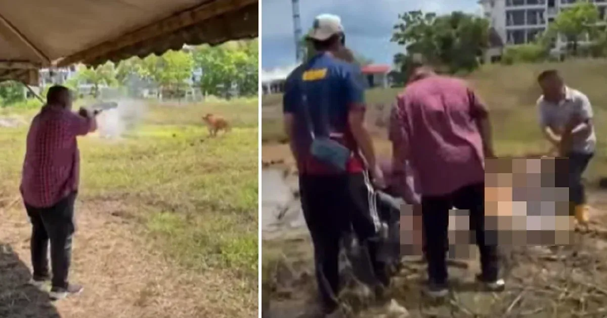 Boleh Ke Tembak Lembu Korban? Ini Penjelasan Lengkap Mufti