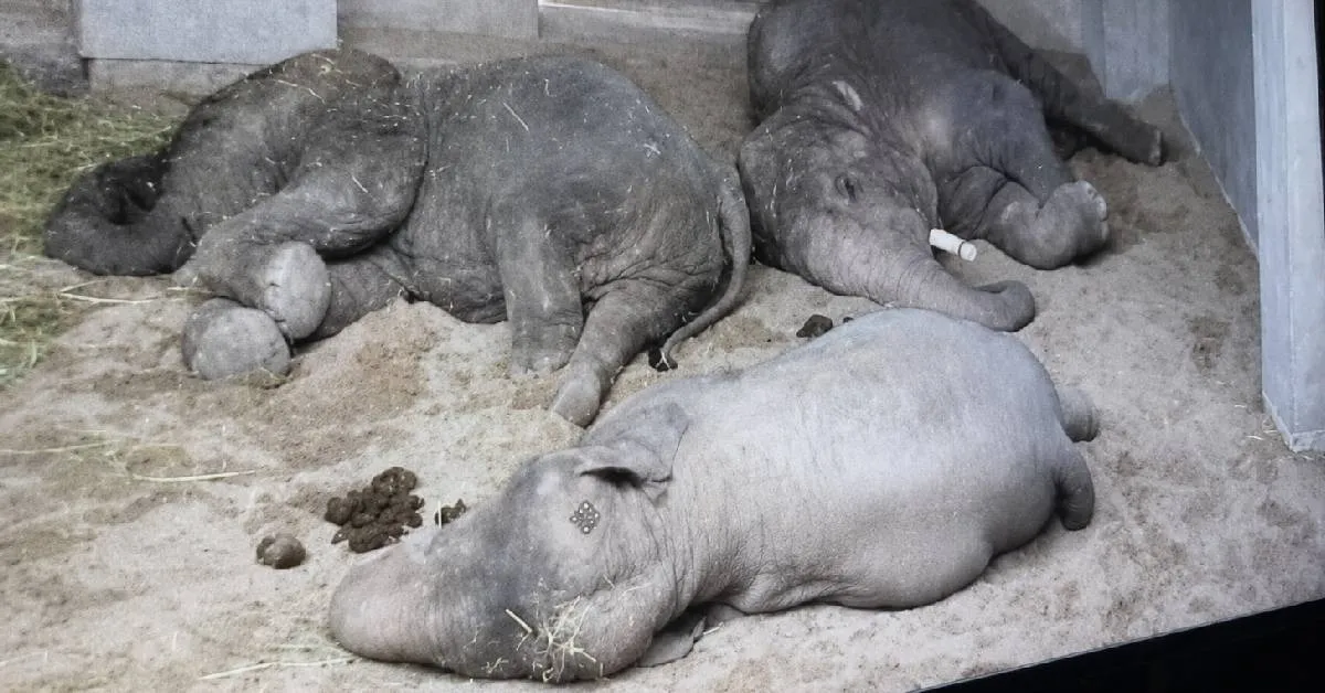 Dara, Amoi dan Kelat Berjaya Sesuaikan Diri di Zoo Tennoji Osaka