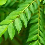 Harga daun kari