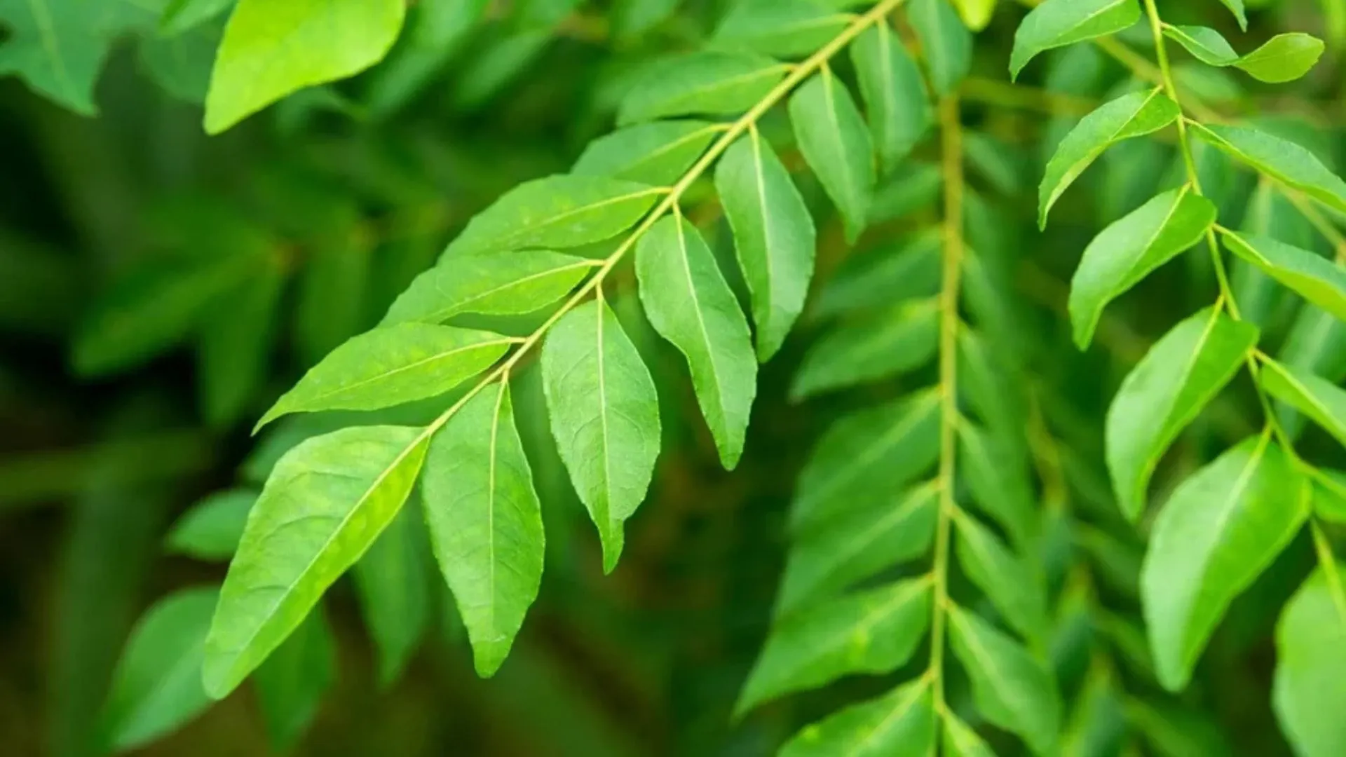 Harga Daun Kari Naik Mendadak Cecah RM18 Sekilogram