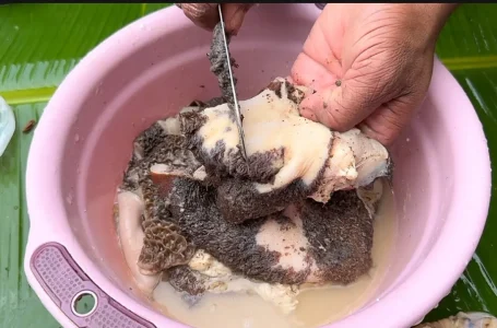 cara cuci perut lembu