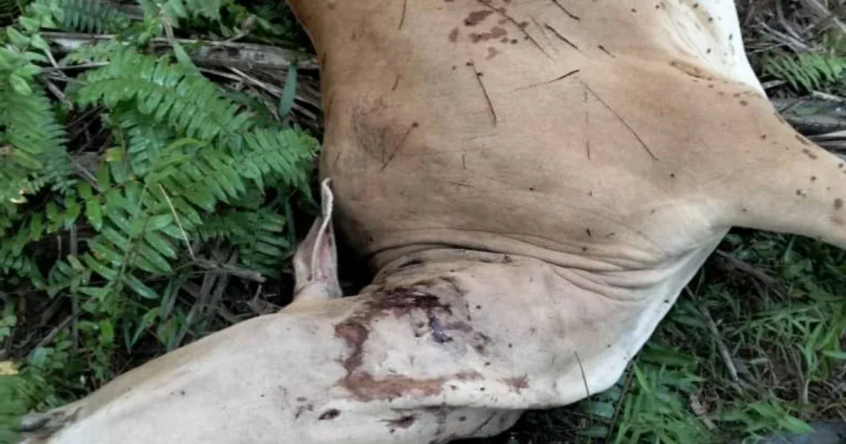 Enam Lembu Dibaham Harimau di Rompin