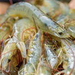 spesies udang disekat masuk Malaysia