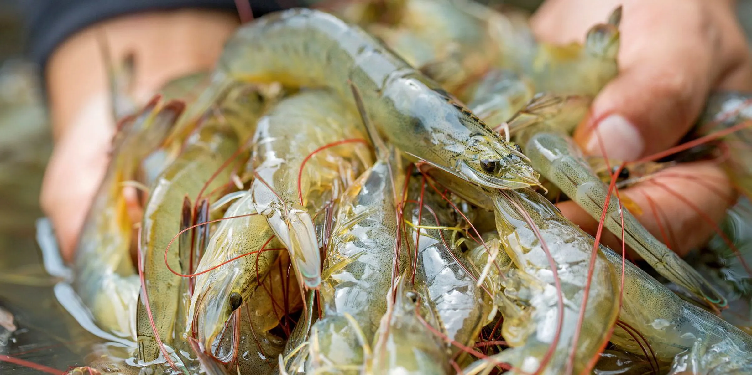 5 Spesies Udang Disekat Masuk Malaysia