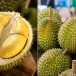 cara pilih durian sedap