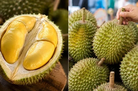 cara pilih durian sedap