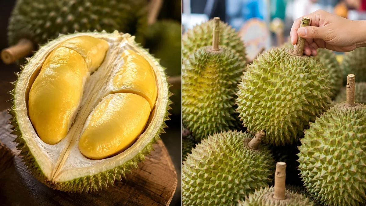 Ramai Tak Tahu! Ini Cara Pilih Durian Sedap Dan Banyak Isi