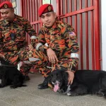 anjing pengesan
