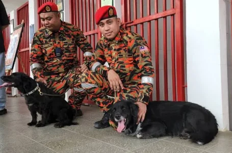 anjing pengesan