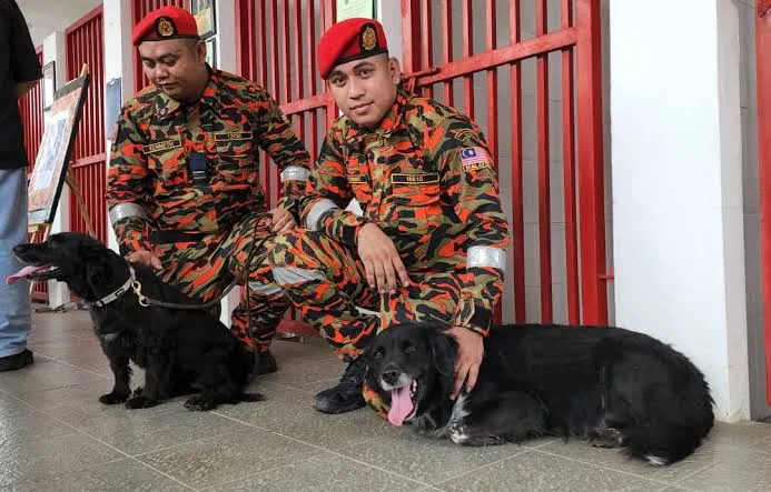 Kenapa Anjing Pengesan Tidak Digunakan Dalam SAR Jaslinda? Ini Sebabnya
