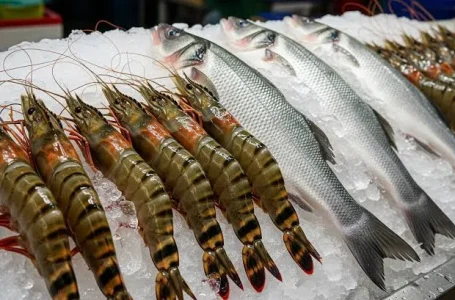 import udang Thailand