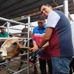 kebenaran kepung lembu berkeliaran