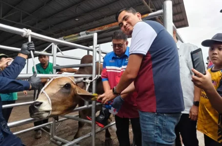 kebenaran kepung lembu berkeliaran
