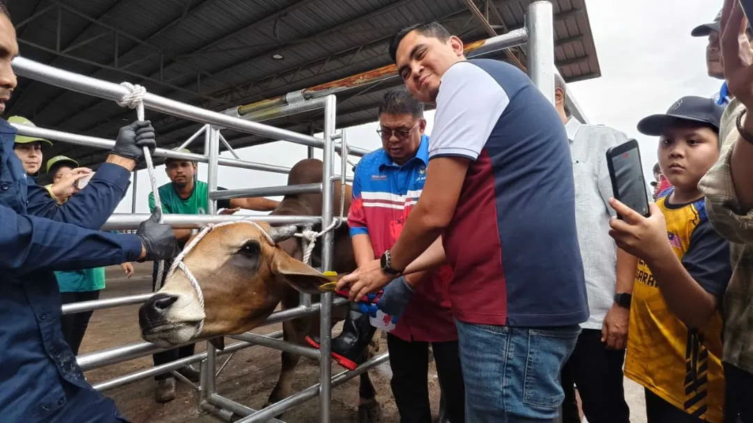 Kerajaan Melaka Beri Kebenaran Kepung Lembu Berkeliaran