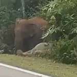 anak gajah mati dilanggar