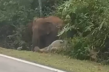 anak gajah mati dilanggar
