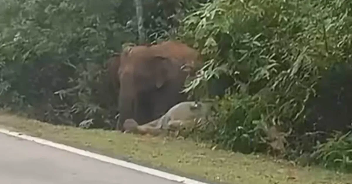 Anak Gajah Mati Dilanggar Di Johor, NRES Umum Langkah Baharu