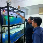 promosi ikan larangan di TikTok