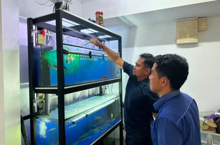 promosi ikan larangan di TikTok
