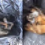 bangkai anjing dalam tong sampah