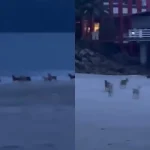 kena kejar anjing liar