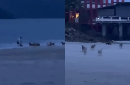 kena kejar anjing liar