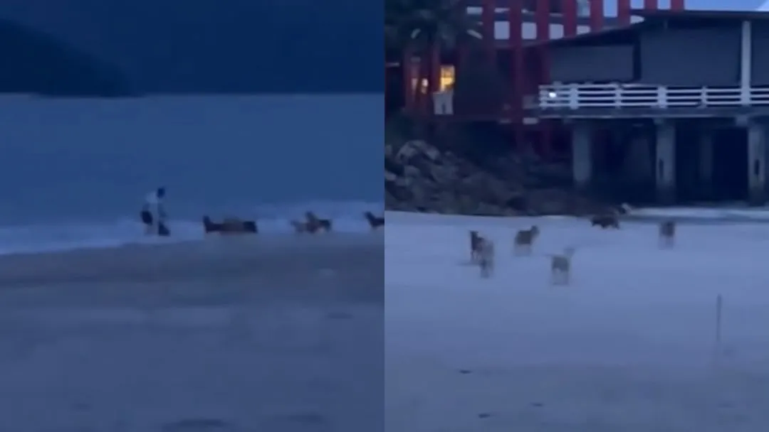 Kena Kejar Anjing Liar, Pelancong Terjun Ke Laut Selamatkan Diri