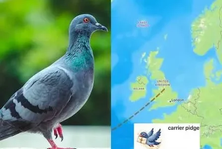 aplikasi Carrier Pidge