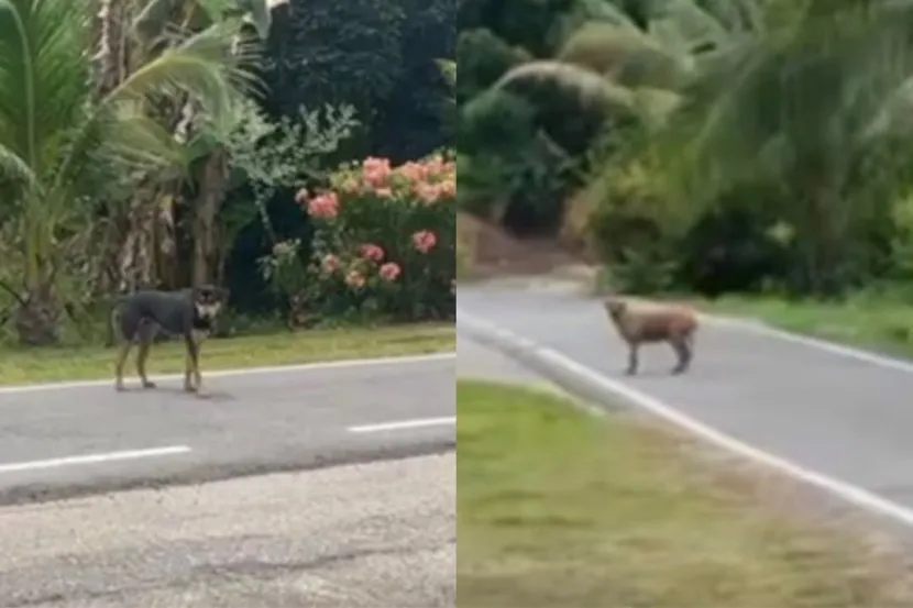 Kerajaan Johor Tanggung Kos Rawatan Budak Dua Tahun Diserang Anjing Liar