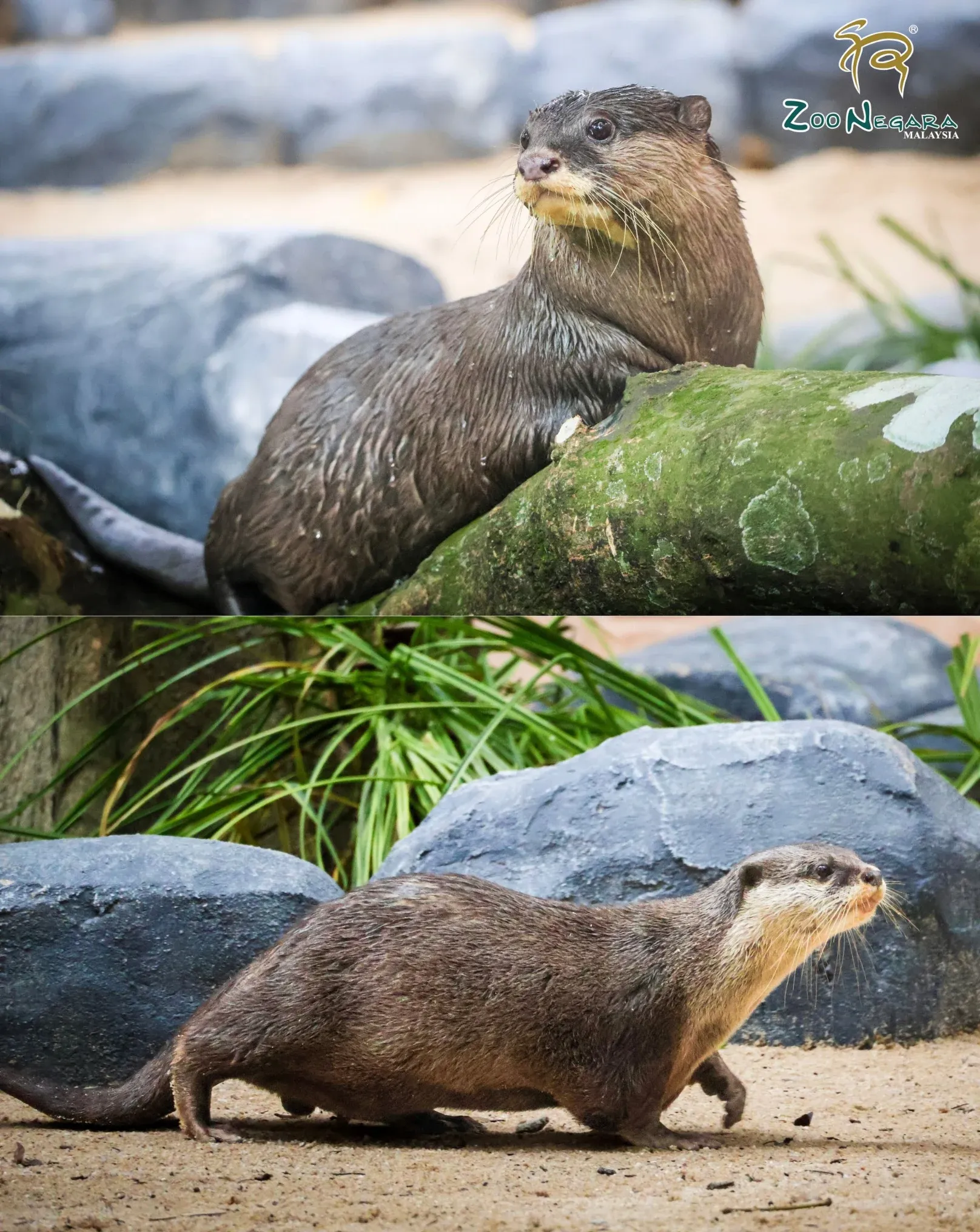Zoo Negara Buka Habitat Memerang Terkecil Di Dunia, Comel!