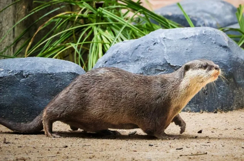 Zoo Negara Buka Habitat Memerang Terkecil Di Dunia, Comel!