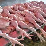 rendam ayam dalam air panas