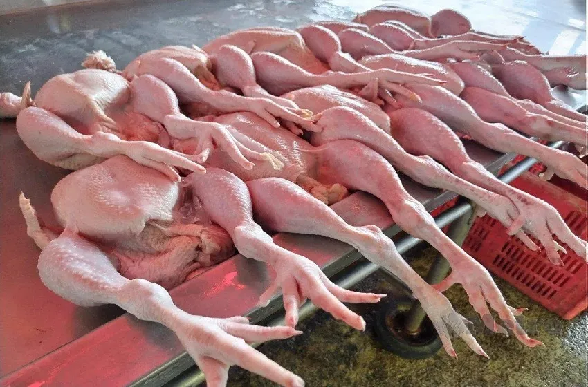 Rendam Ayam Dalam Air Panas Sampai Mati Sebelum Sembelih, 6.5 Tan Ayam Dirampas!