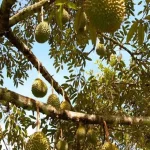 pokok durian tidak berbunga