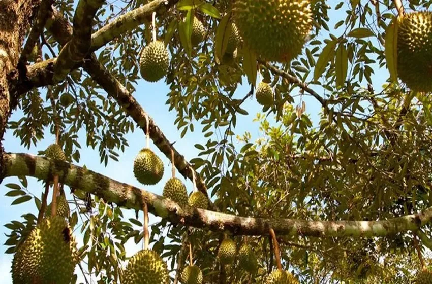 Pokok Durian Tidak Berbunga, Pekebun Terpaksa Tunggu Lebih Lama