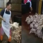 Video viral sembelih ayam