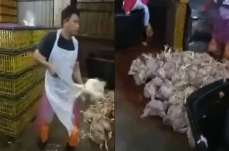 Video viral sembelih ayam