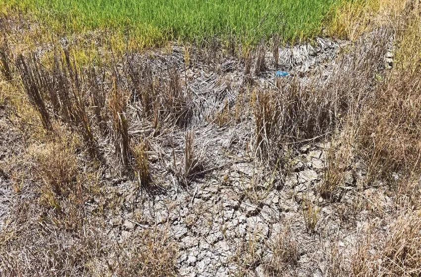 Fenomena El Nino tahap super, Malaysia mula bersiap siaga