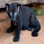 anak harimau kumbang di Zoo Melaka