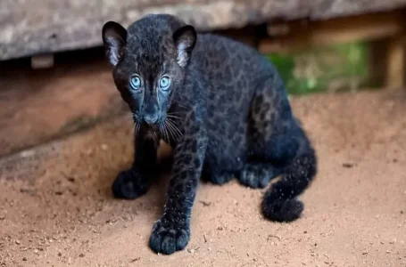 anak harimau kumbang di Zoo Melaka
